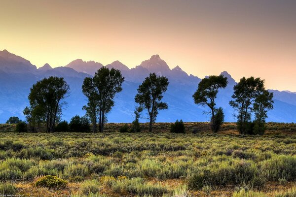 Trees on the background of a blue mountain landscape