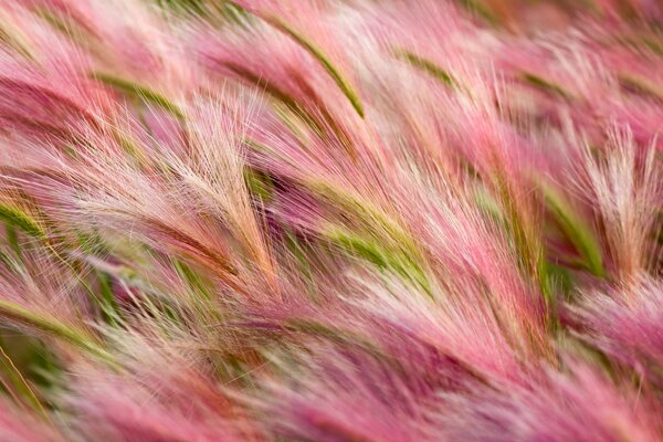 The barley field is pink