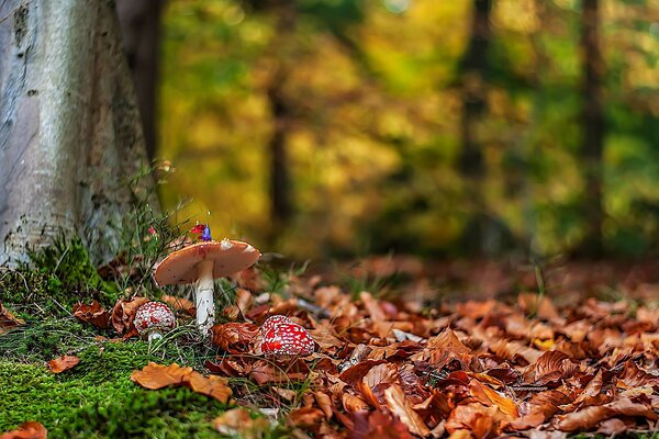 Amanita colorato tra le foglie gialle