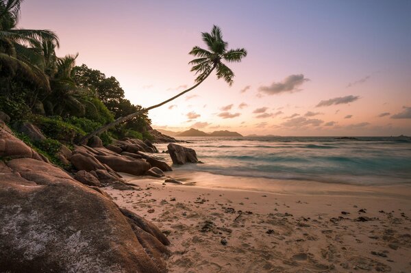 Palme über dem Meer bei Sonnenuntergang