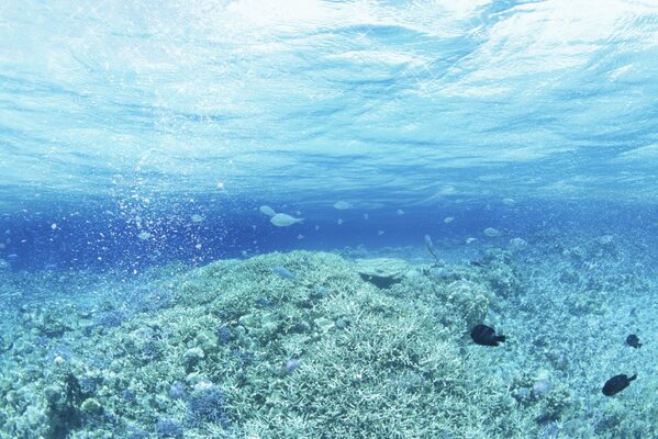 Paisaje submarino con plantas y peces