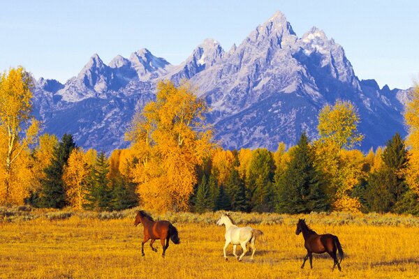 Foto naturaleza caballos saltando en el campo