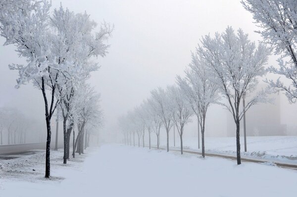 Allee mit Bäumen im Winter im Nebel