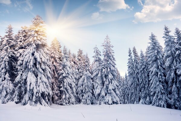 Foresta invernale tra i raggi del sole