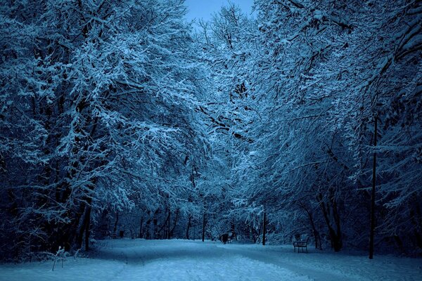 Camino en el parque de invierno por la noche