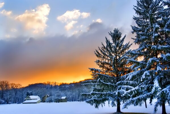 Paisaje invernal con árboles y cielo