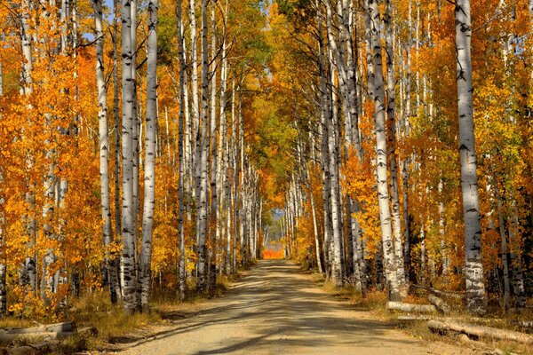 Route dans la forêt d automne parmi les bouleaux
