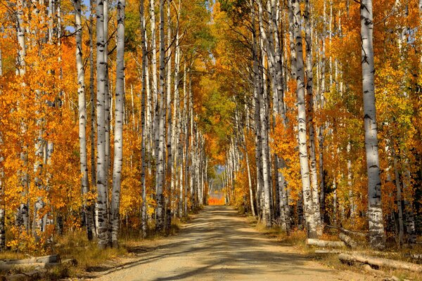 Дорога в осеннем лесу среди берез