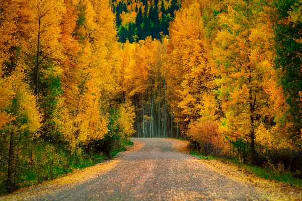 The road is very where every tree has changed its green dress to gold and lined up in a round dance at the roadway showering it with gold