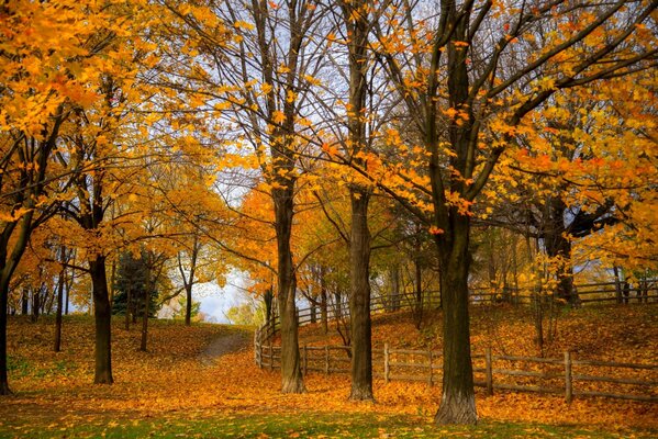 Jesienny park pokryty opadłymi liśćmi