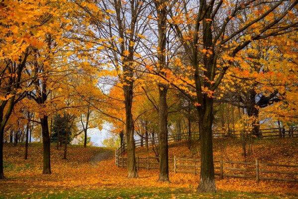 Осенний парк устиланный опавшей листвой
