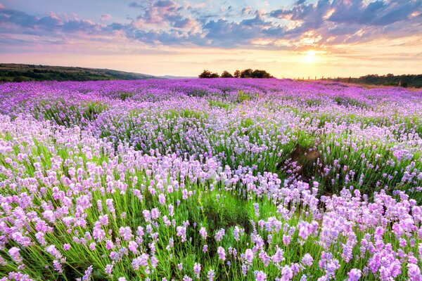 Tappeto di fiori selvatici rosa e viola