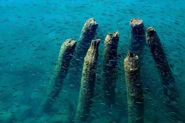 Kleine Fische im Meer und Steine