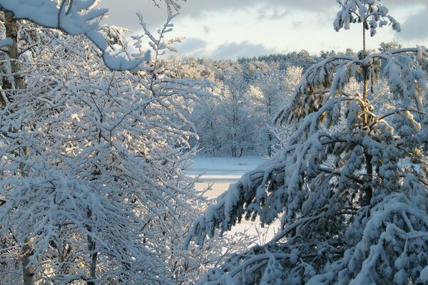 Alberi innevati invernali sotto fneb