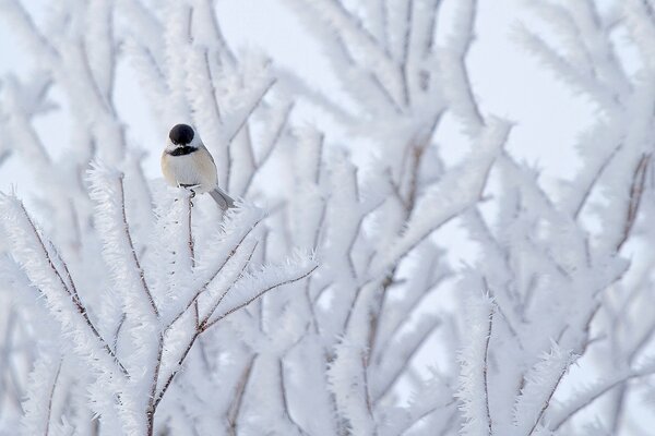 Las ramas cubiertas de nieve de los árboles y el pájaro en ellos