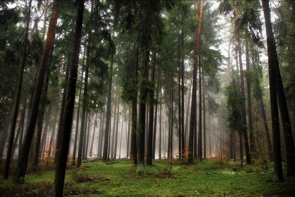 Fog in the coniferous autumn forest