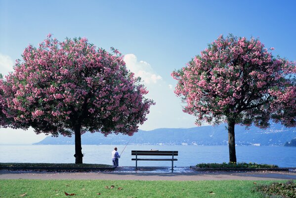 Zdjęcie Sakura w rozkwicie jeziora