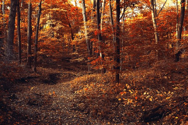 Laubverdeckte Wanderwege im Wald