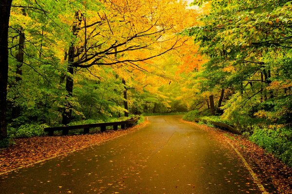 Colorful road in autumn colors