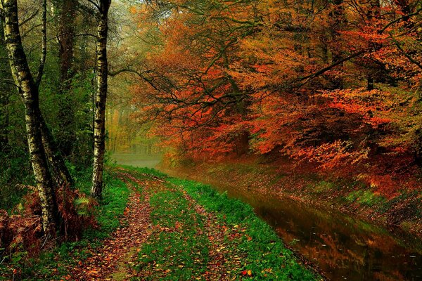 Forêt d automne avec une rivière le long du sentier