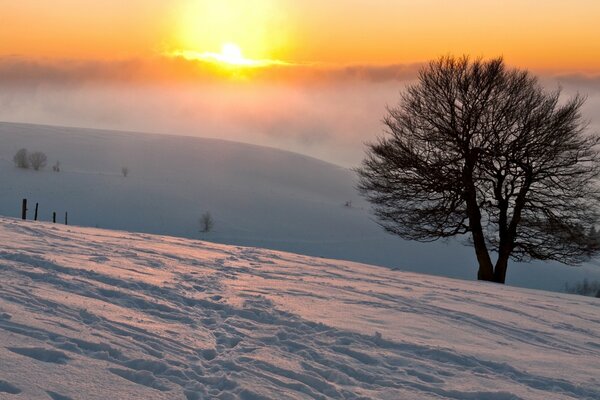 Brouillard en hiver et soleil dans la nature