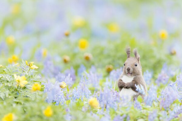 Squirrel on a flower field