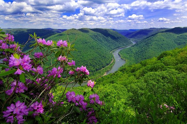 Blumen auf dem Hintergrund der Berge. Landschaft