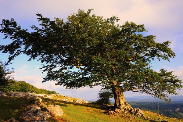 Einsamer Baum auf einem Berg vor dem Hintergrund des blauen Himmels