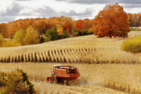 The combine harvester collects wheat near the autumn forest