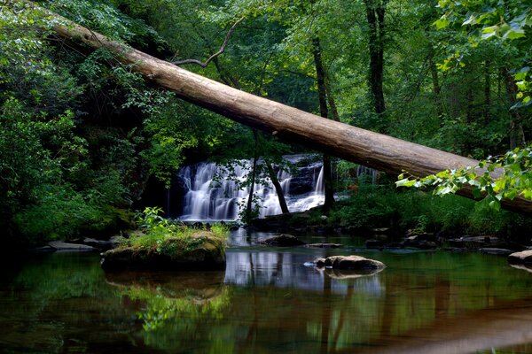 Umgestürzter Baum auf dem Hintergrund eines Wasserfalls im Wald