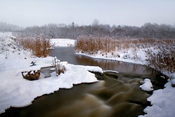 Roseaux desséchés le long d une rivière gelée