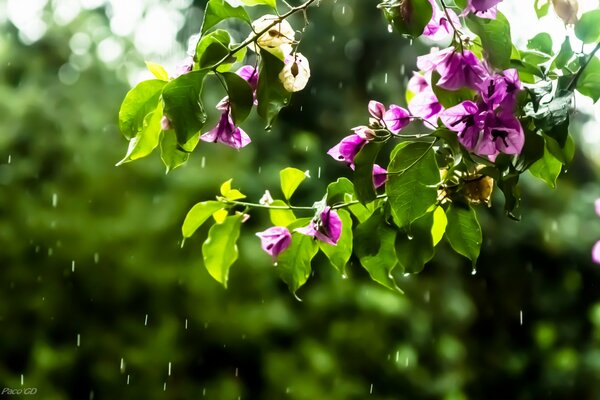 Zweig mit Blumen während des Sommerregens