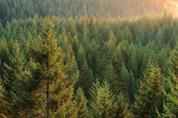 Endless green taiga on the background of the rising sun