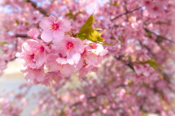 Imagen de flor de cerezo rosa, flores en ramas