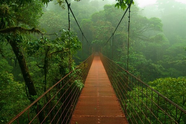 Puente en matorrales verdes brumosos