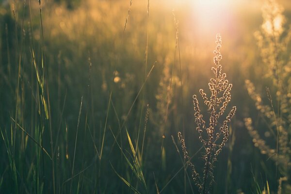 Sommer Natur mit grünem Gras