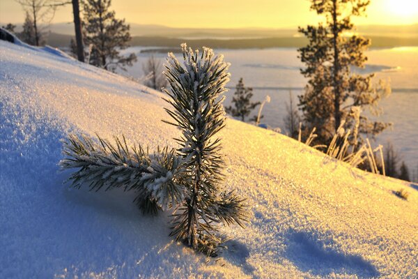 Petit pin au coucher du soleil dans la neige