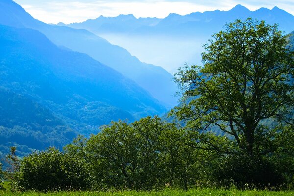 Arbres verts au pied