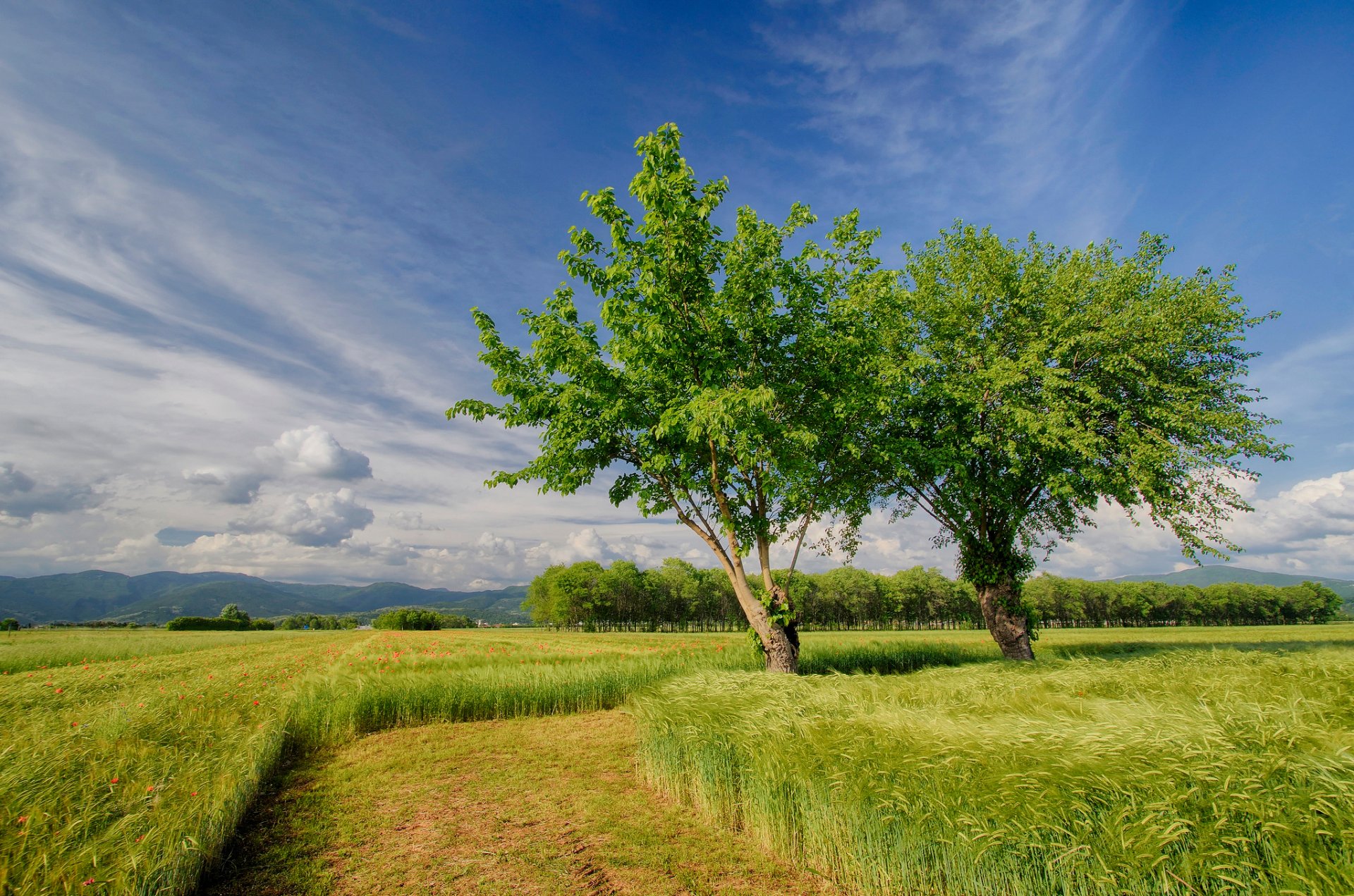 natur italien frühling feld felder bäume himmel