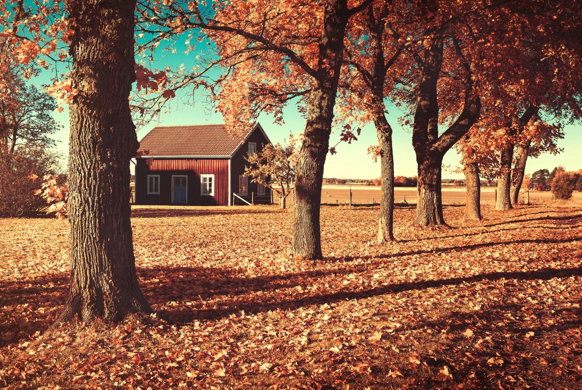 autunno alberi foglie arancio casa casetta campo natura