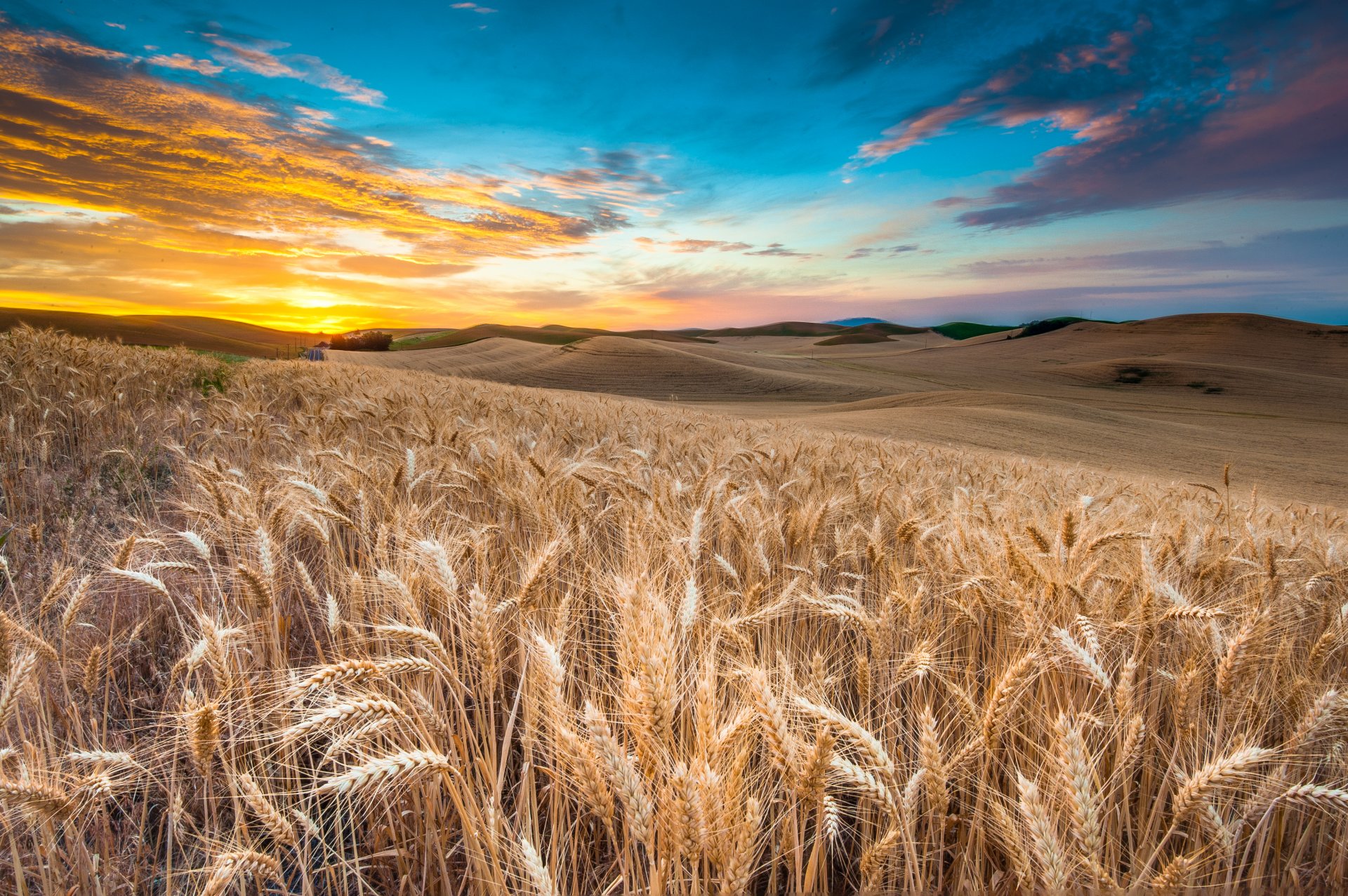 nature landscape field sky clouds sunset wheat view