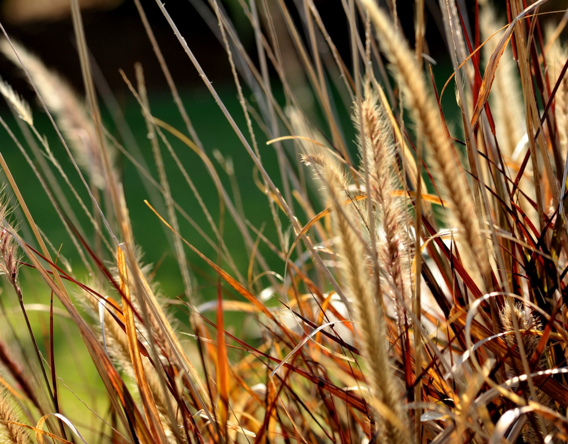 gras makro natur ohren