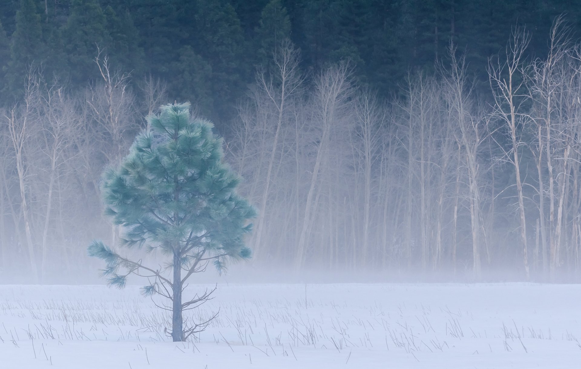 parco nazionale di yosemite usa california inverno prato neve foresta alberi yosemite parco nazionale inverno radura nebbia