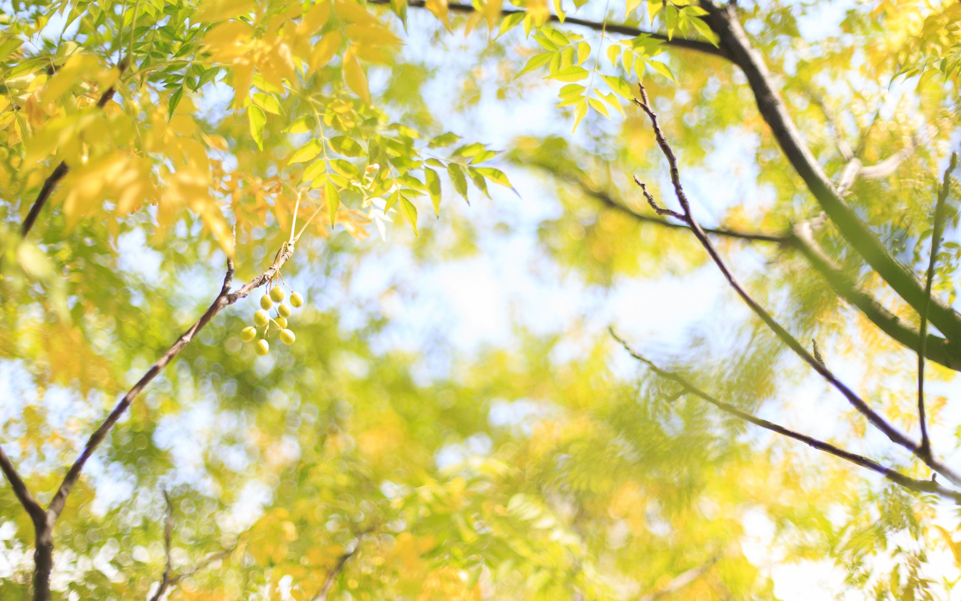 naturaleza árbol ramas hojas frutas amarillo soleado