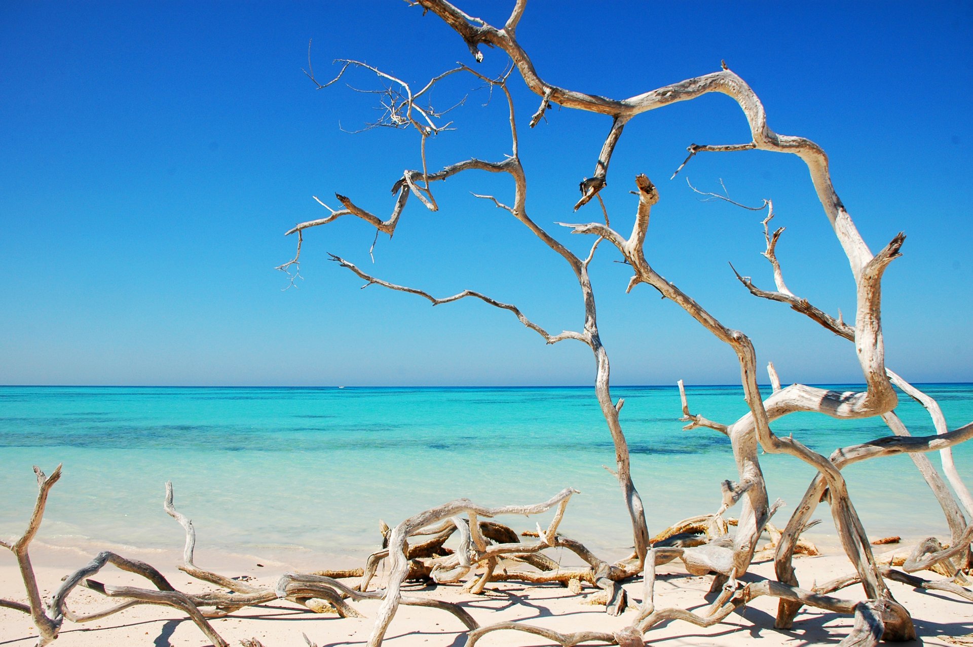 cuba sea beach ocean tree dry curves solar