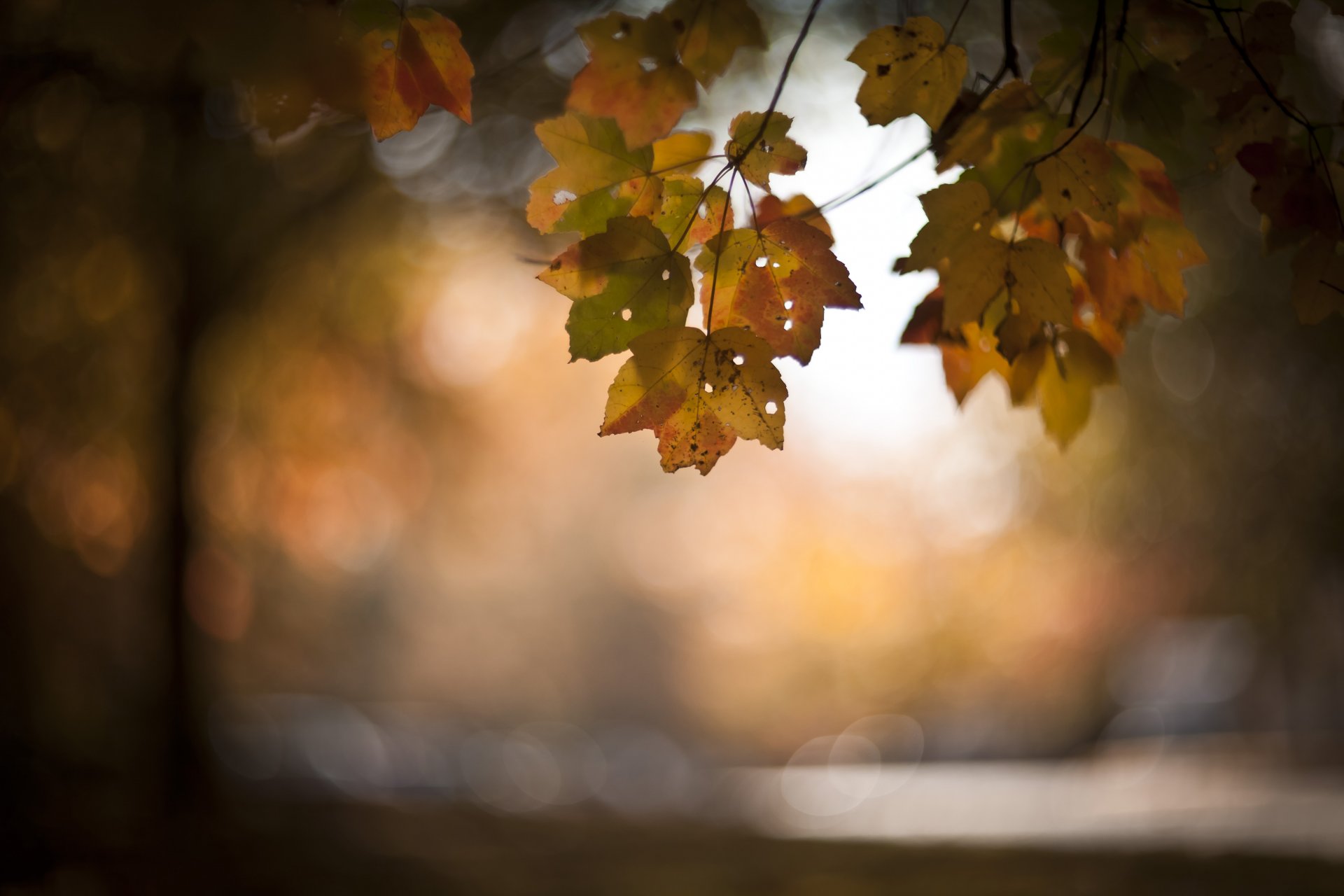 branch leaves autumn background