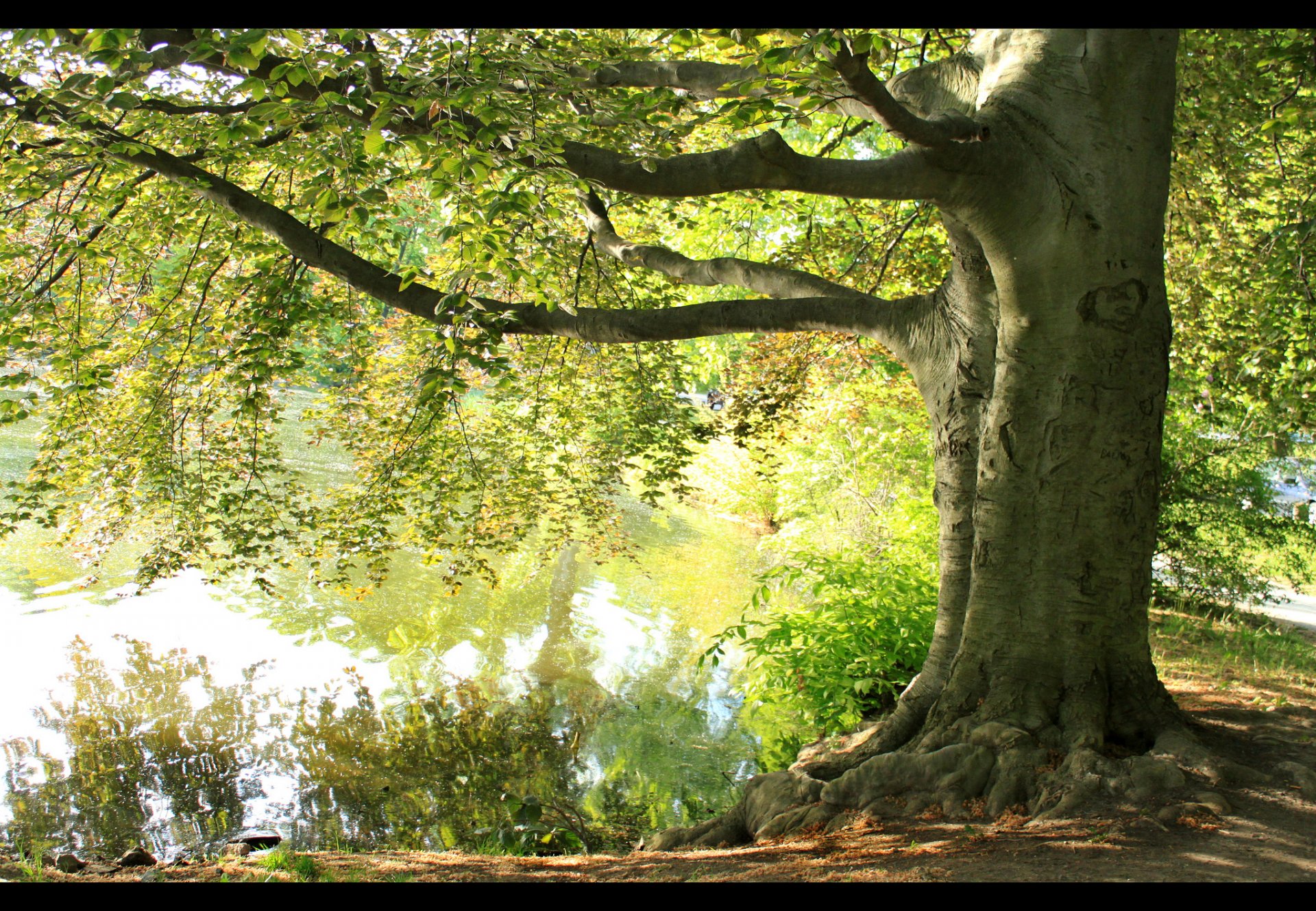 baum zweige see sommer