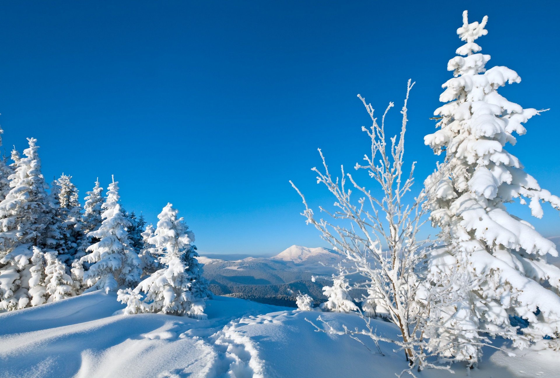 natur winter schnee weihnachtsbäume baum bäume fußabdrücke winte hintergrund tapete widescreen vollbild widescreen