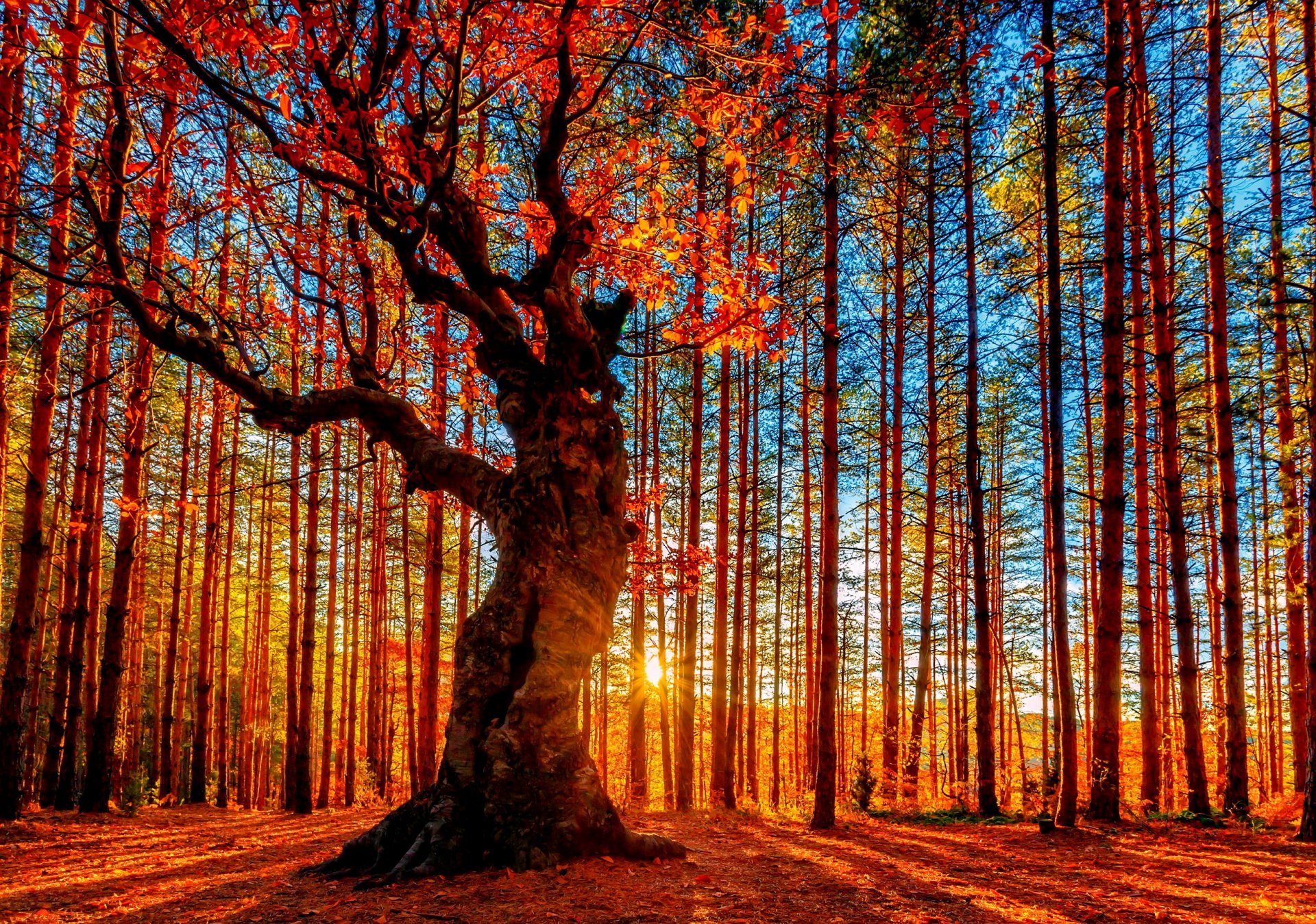 forest autumn tree foliage sky sun