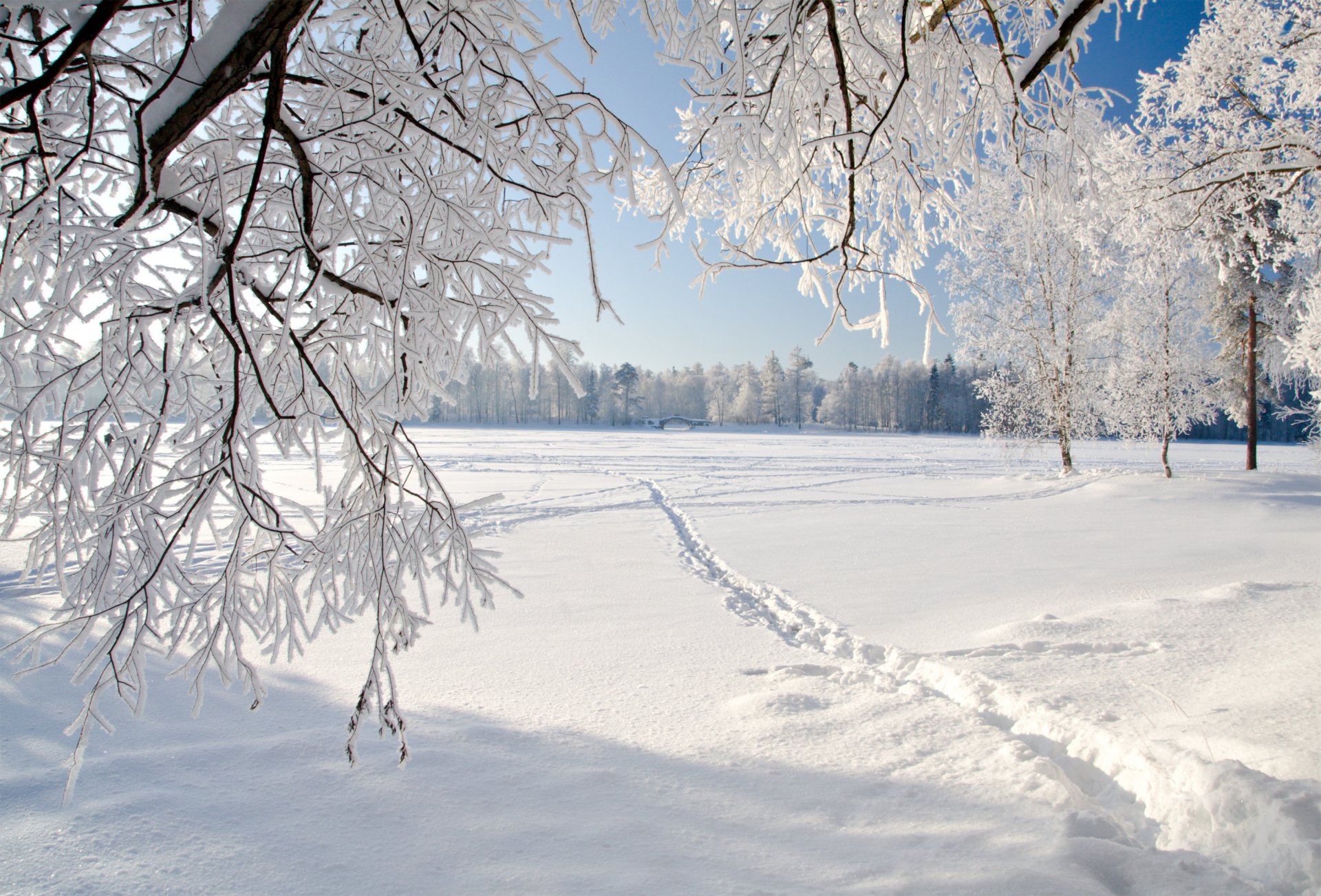 weeping tree winter ice landscape nature weeping trees next